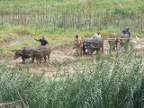 Buffalo-plowing.JPG (216 KB)